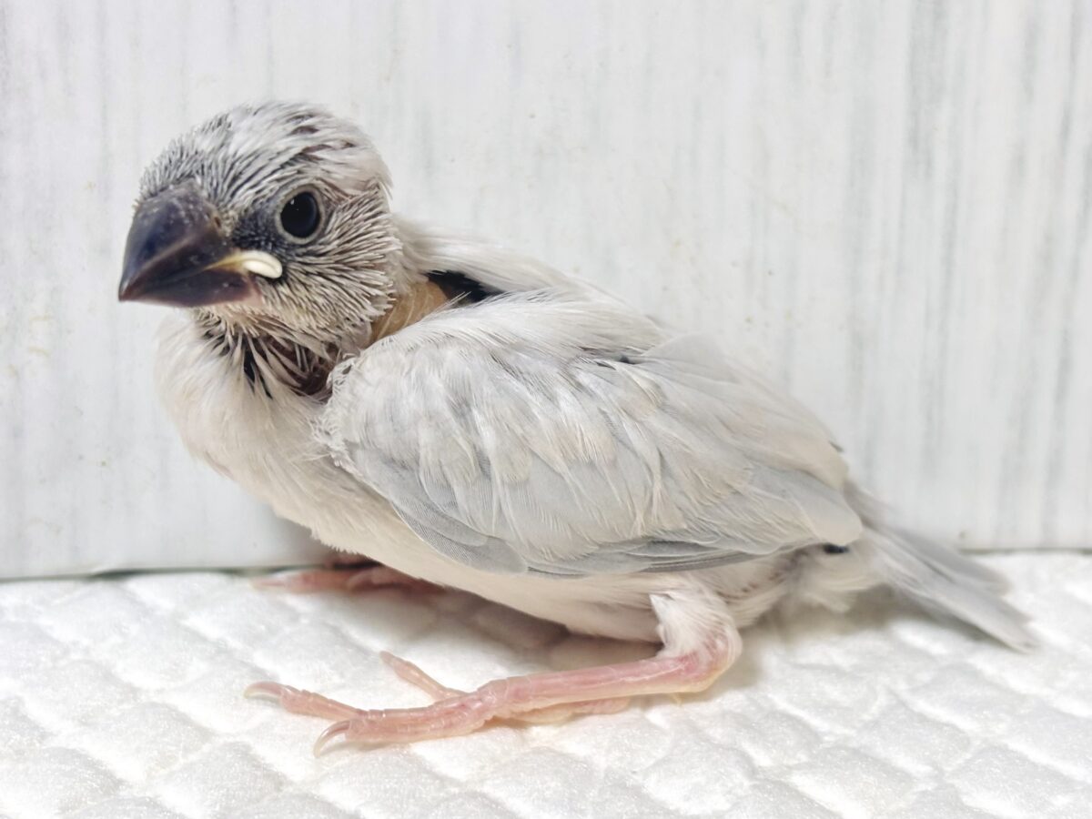 シルバー文鳥