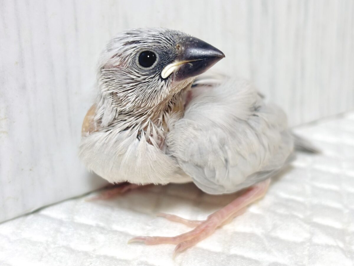 シルバー文鳥