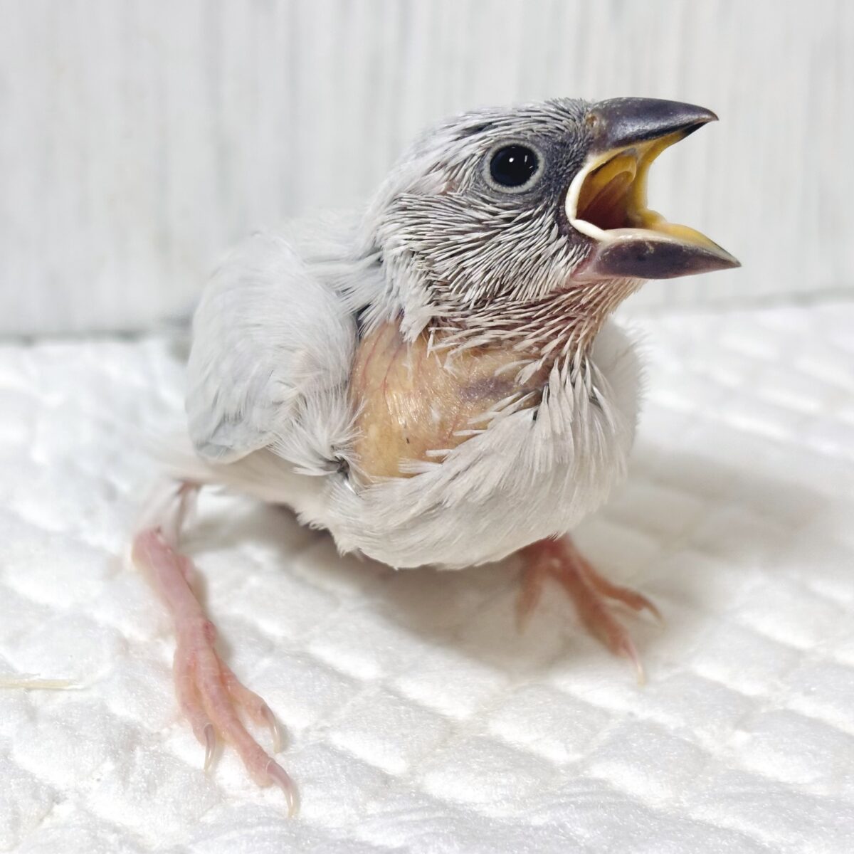 シルバー文鳥