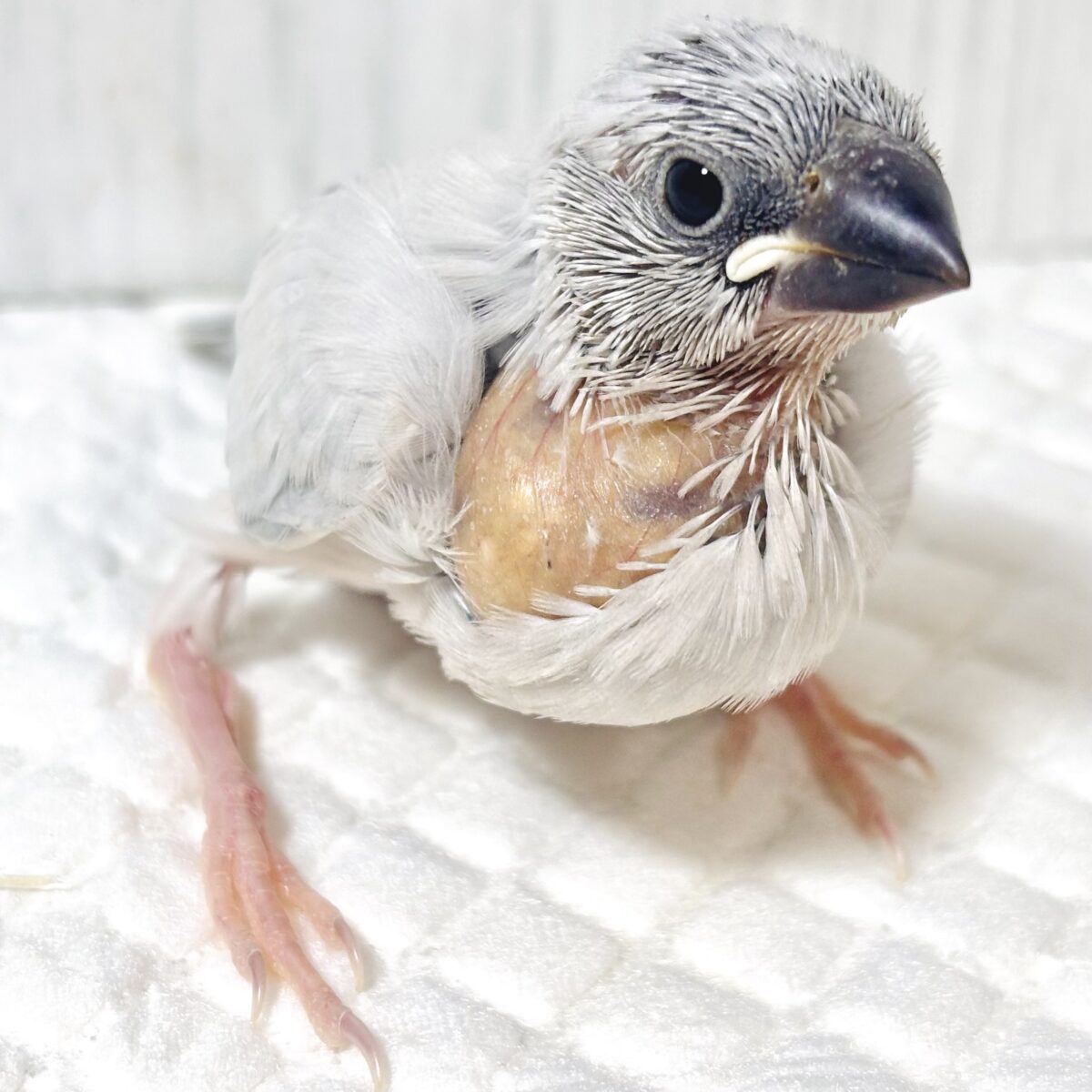 🩶 シルバー文鳥のヒナちゃん * 銀色のふわふわ、くりくりのおめめ🩶👀