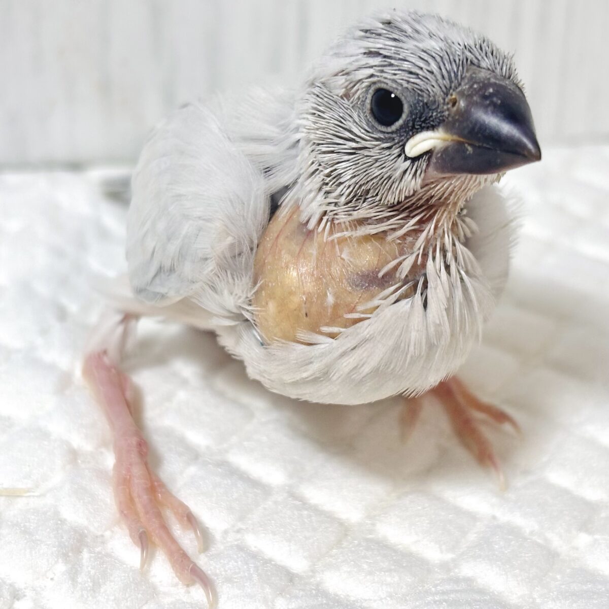 シルバー文鳥