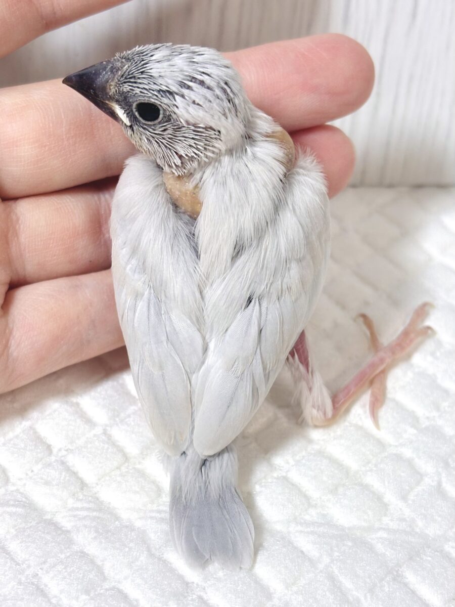 シルバー文鳥