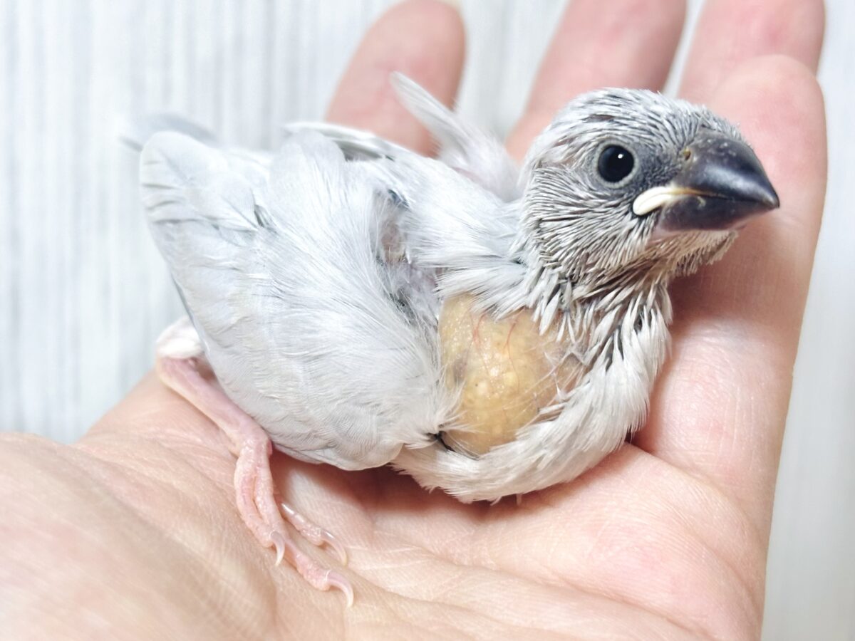シルバー文鳥
