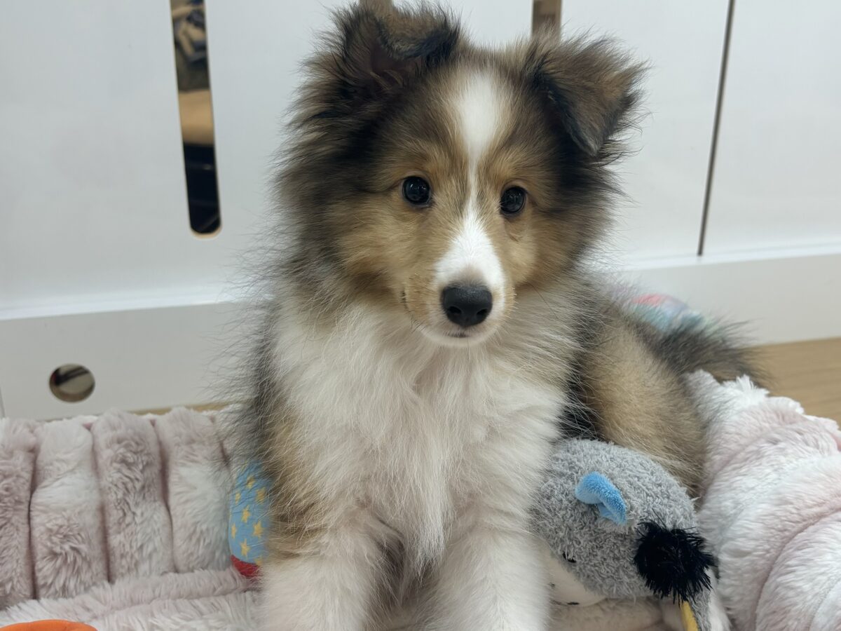 僕の可愛さは無限大〜♥シェルティくん！