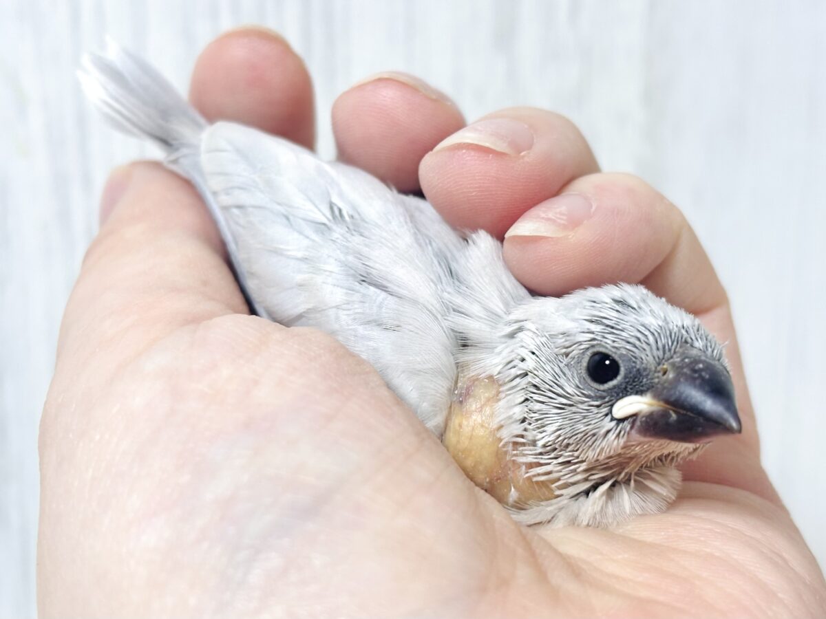 シルバー文鳥