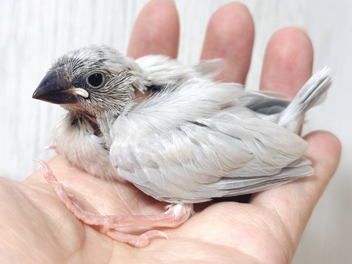シルバー文鳥