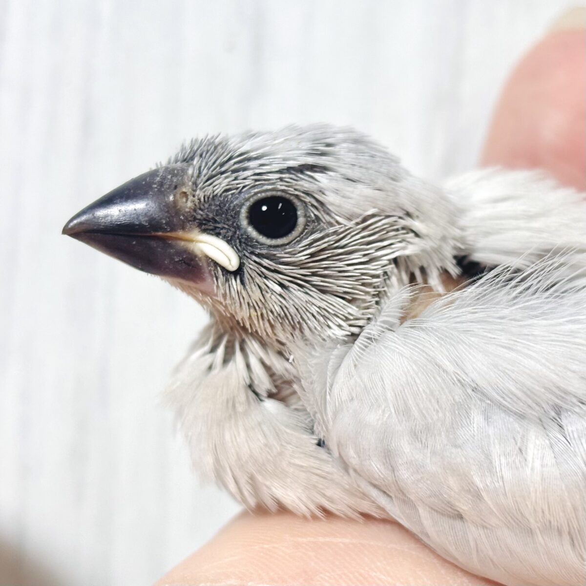 シルバー文鳥