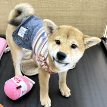 柴犬（赤）女の子♪元気いっぱい！