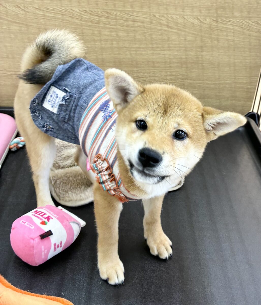 柴犬（赤）女の子♪元気いっぱい！