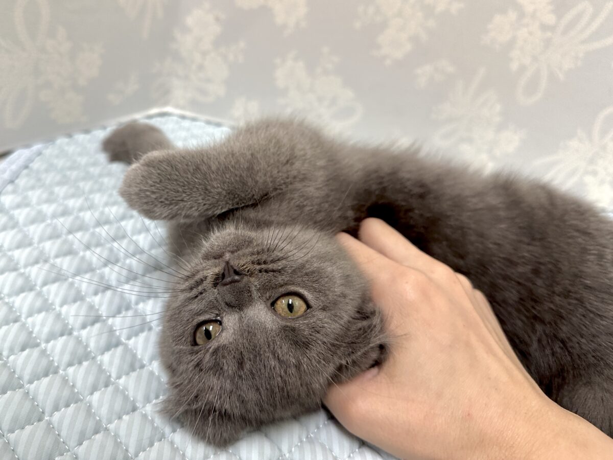 ブリティッシュショートヘア