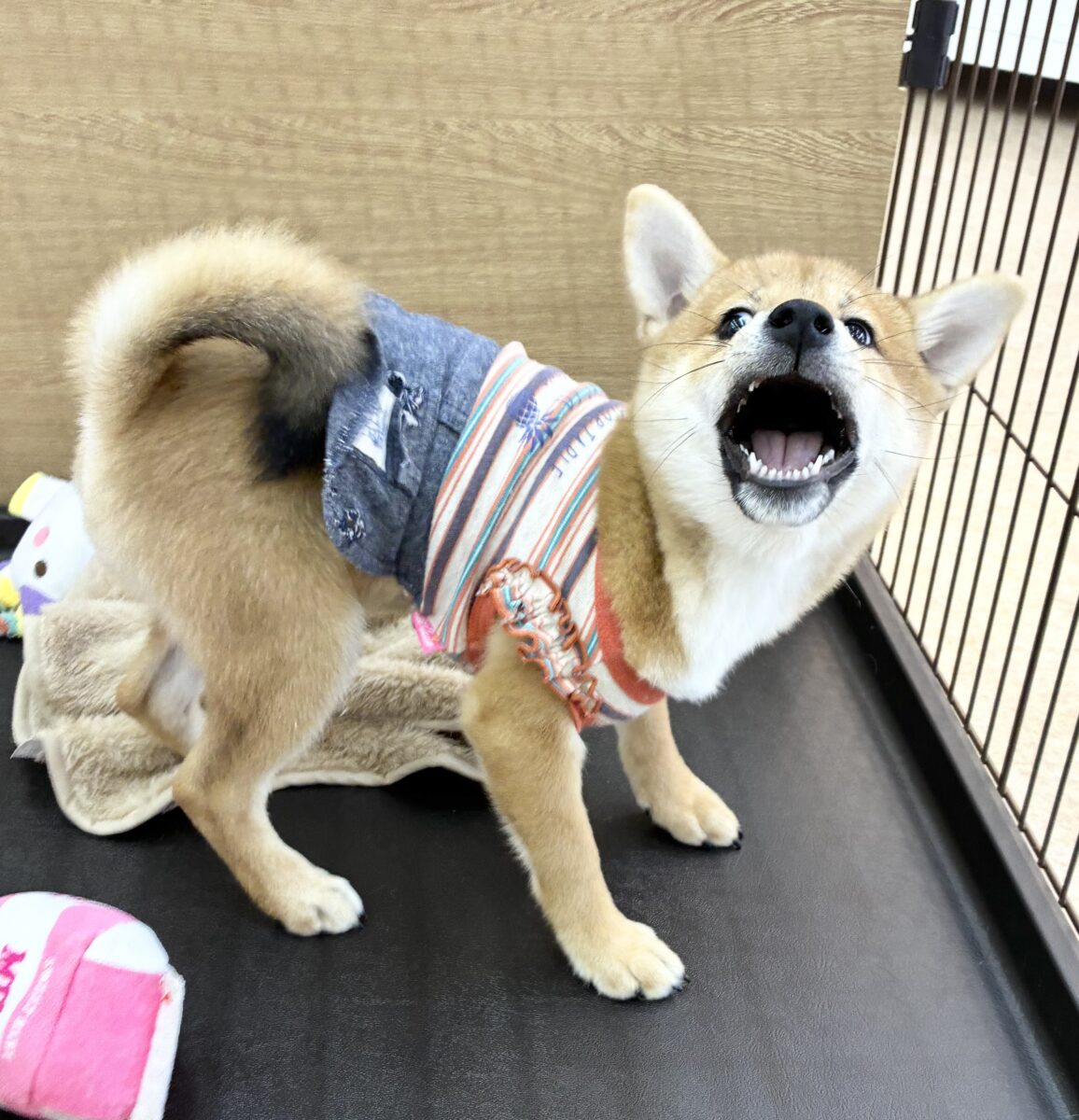 柴犬