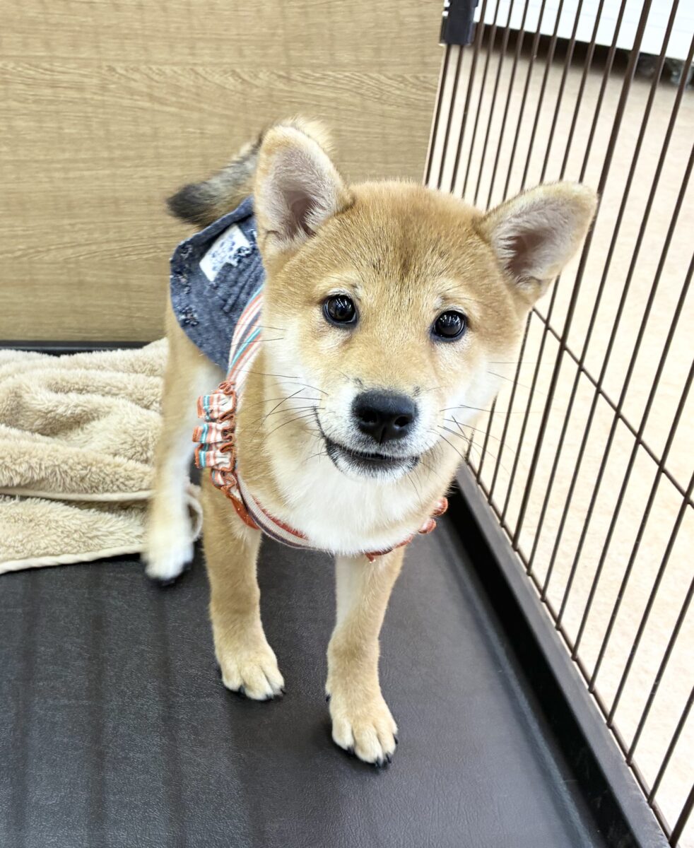 柴犬