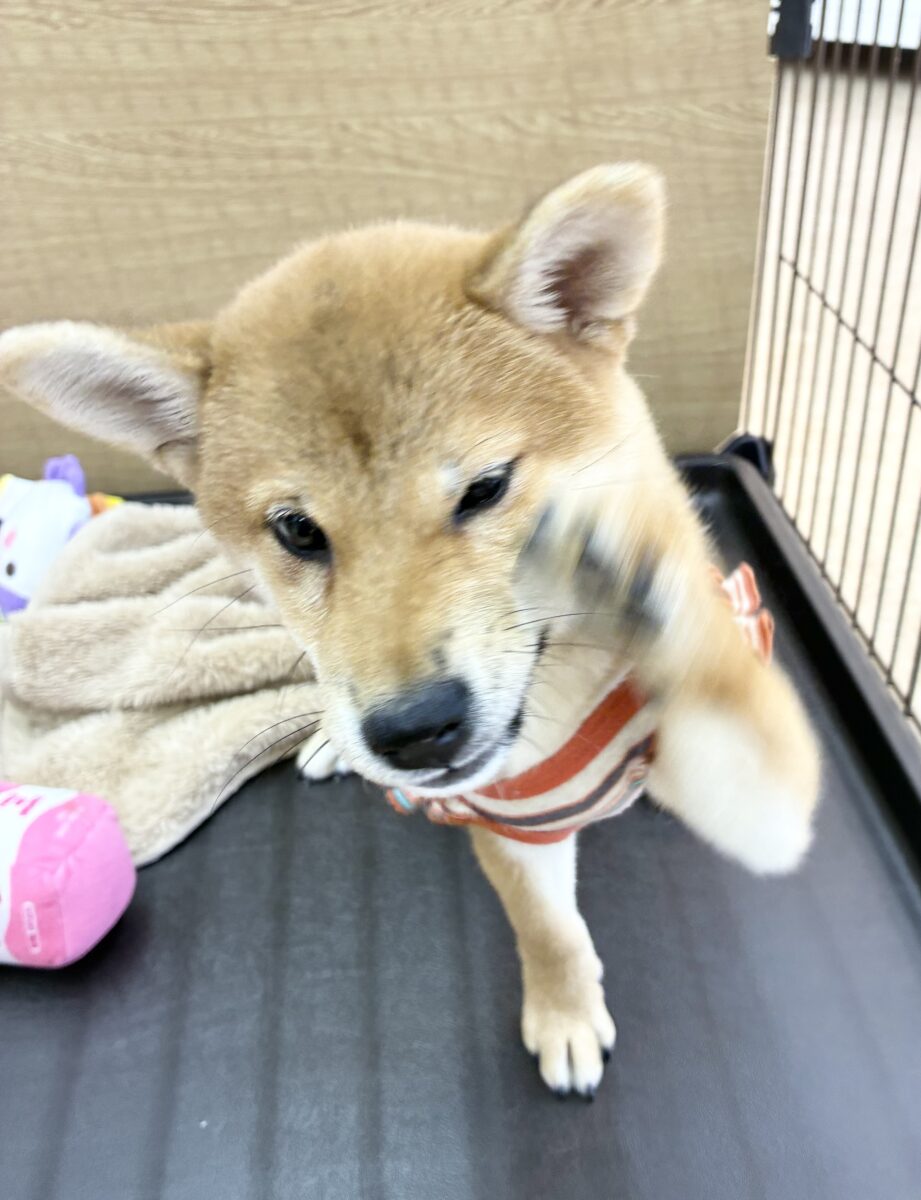 柴犬