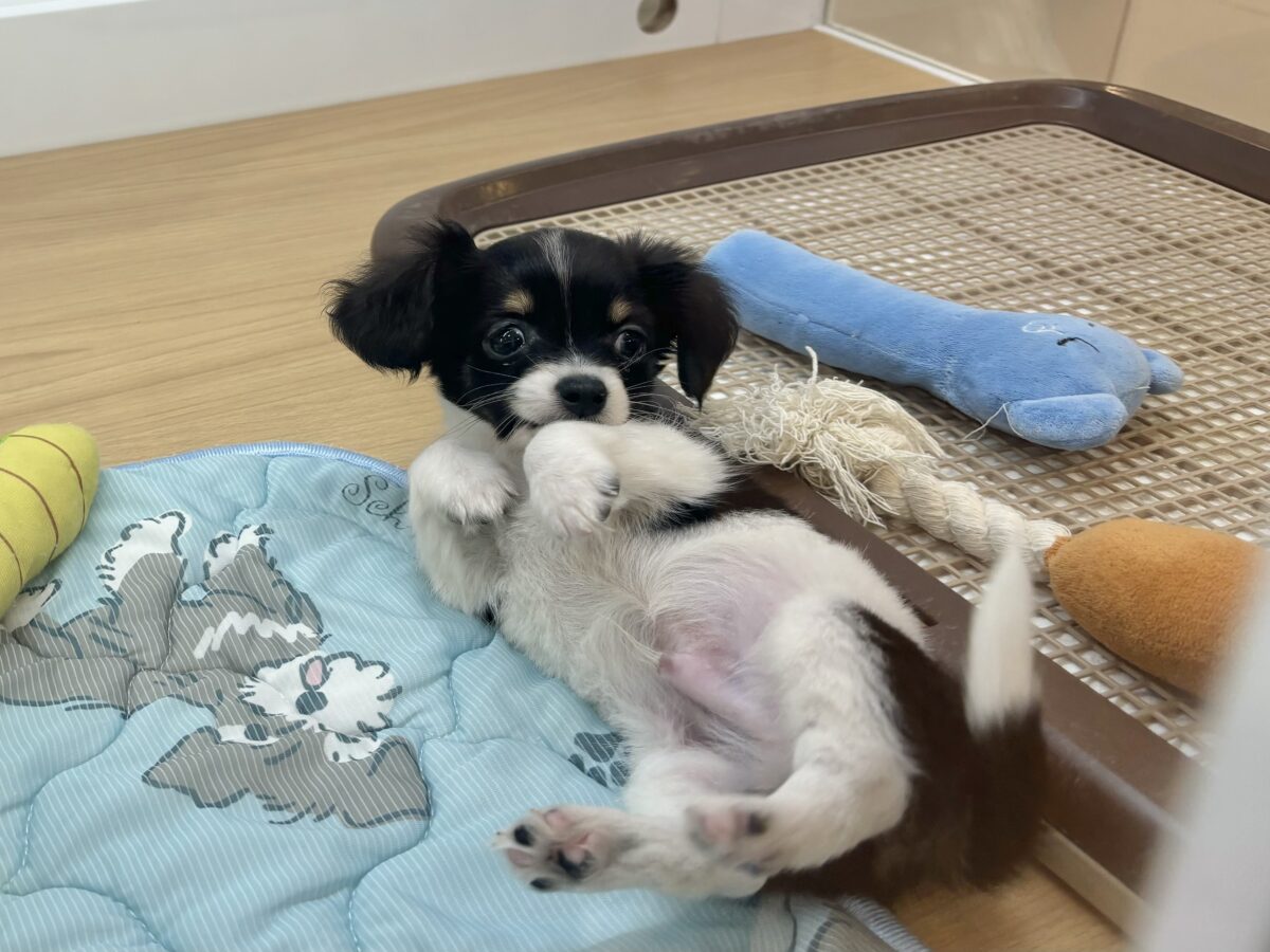チワックス