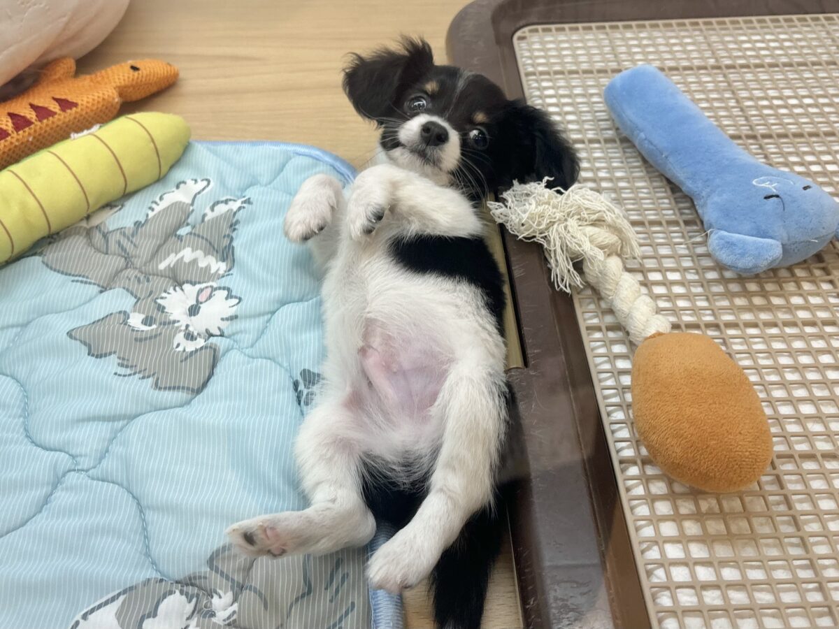 チワックス