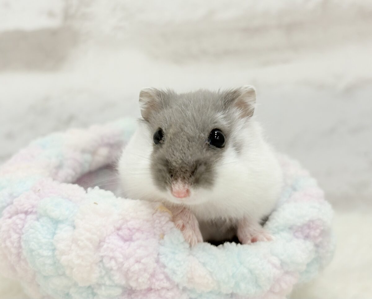 優しい白黒オセロちゃん‪‪🐹⚫️⚪️ジャンガリアンハムスター(ブルーパイド)