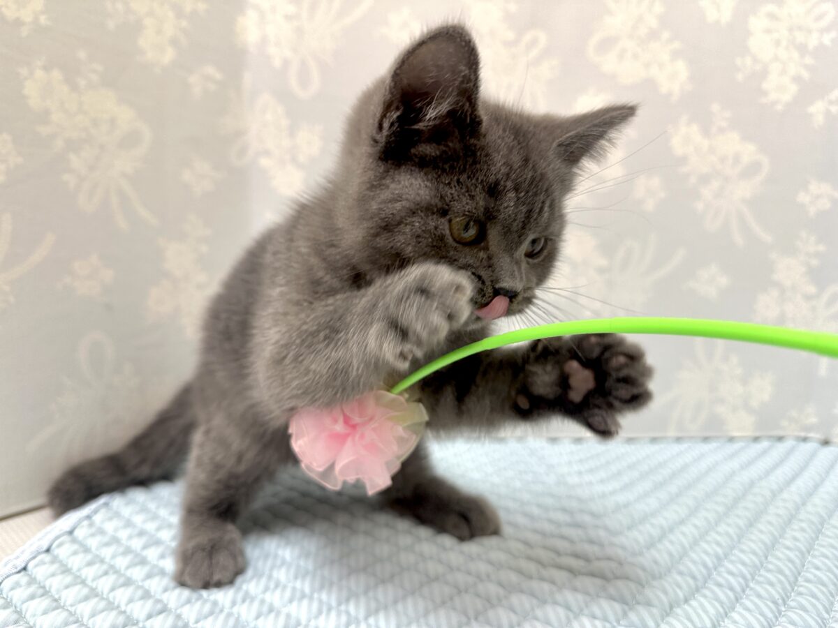 ブリティッシュショートヘア