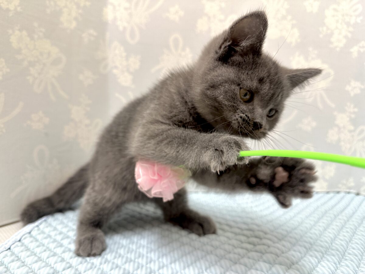 ブリティッシュショートヘア