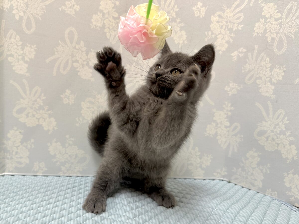 ブリティッシュショートヘア