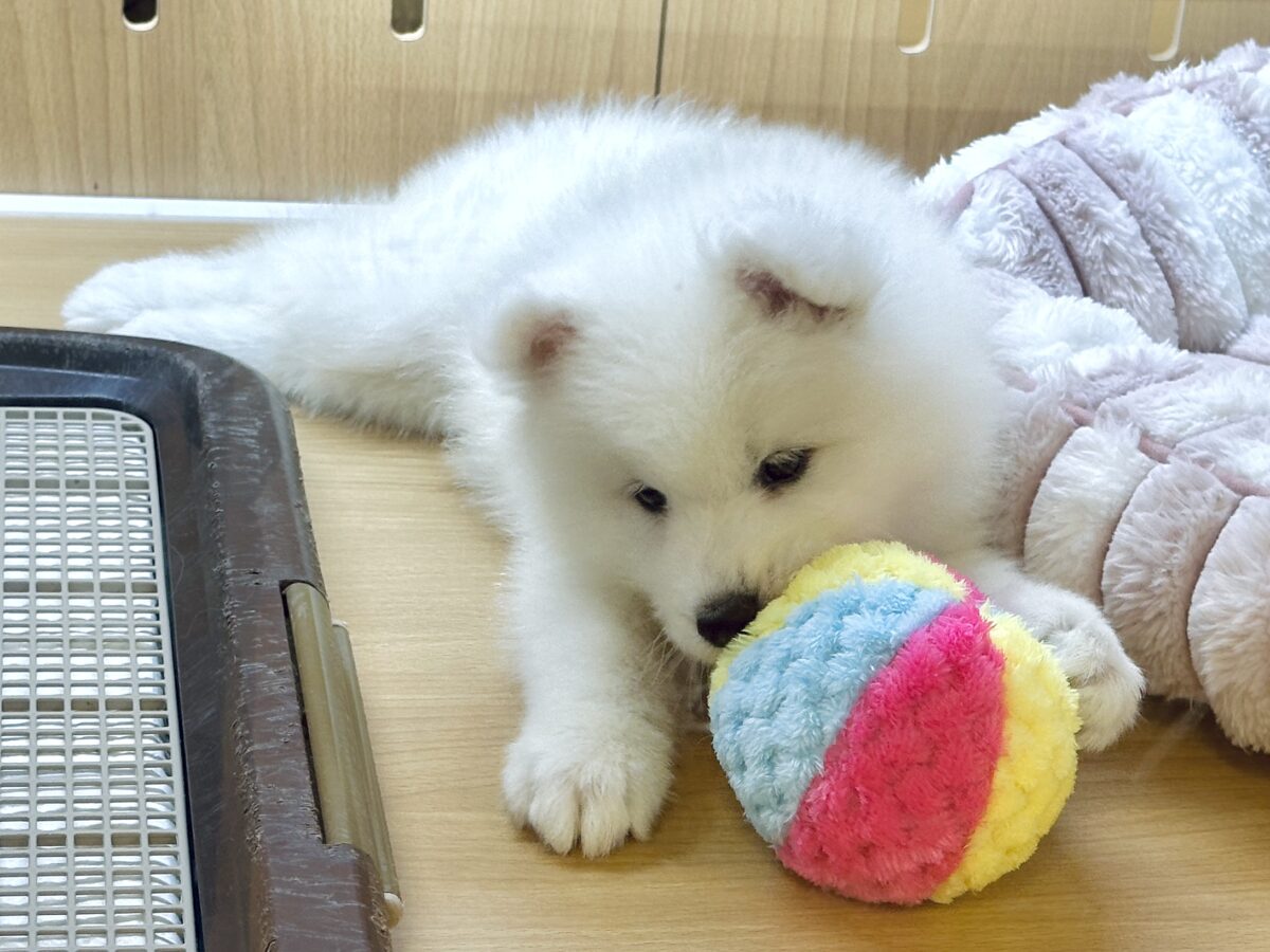 サモエド