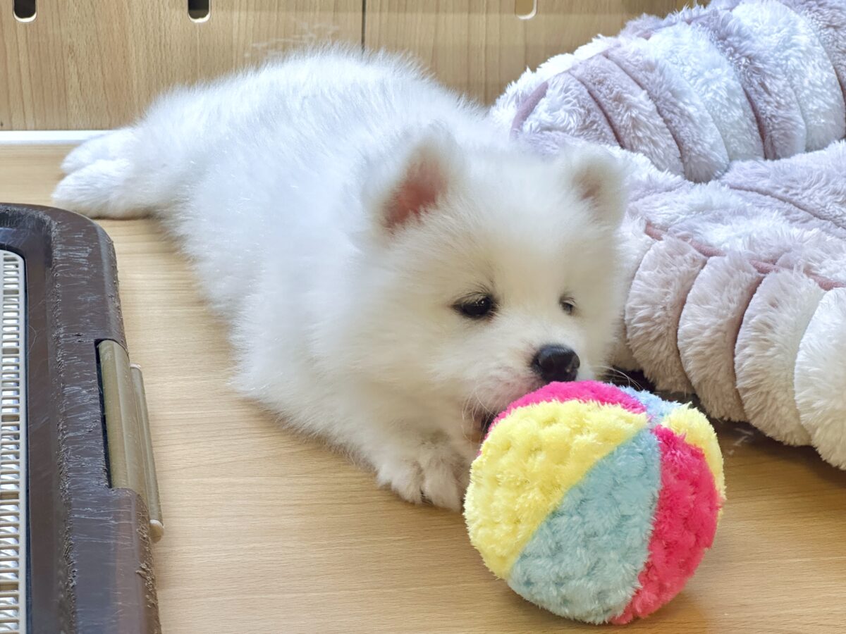 サモエド