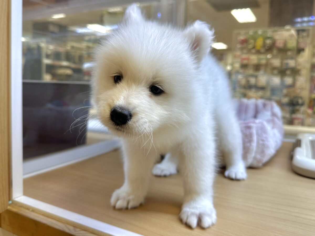 サモエド