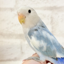 好奇心旺盛！ピカっとカラー🥝 マメルリハインコ(ノーマル)