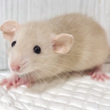 ✨天使の可愛さ✨優しいミルクティー色🍼ベージュのファンシーラットくん🐭