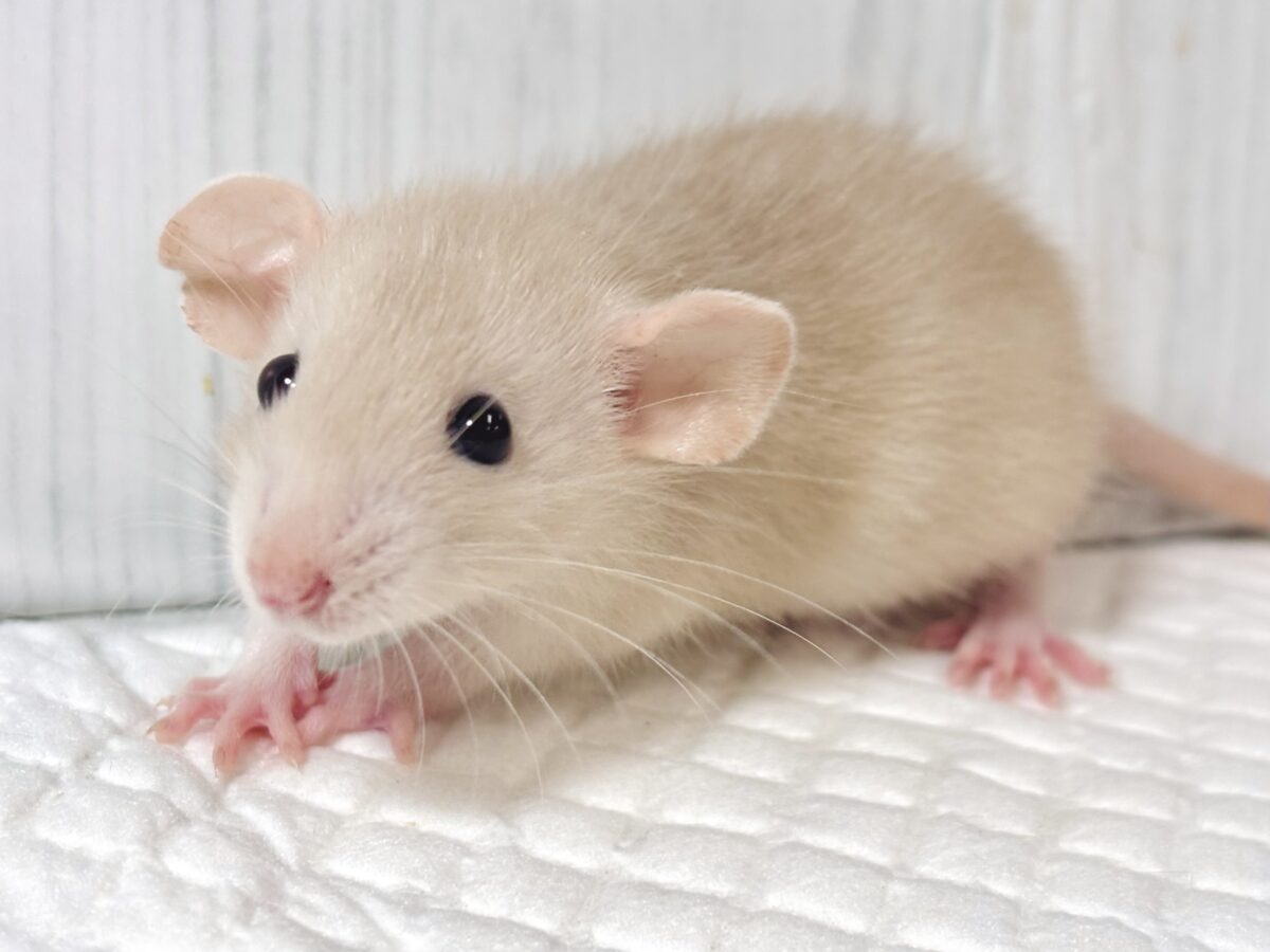 ✨天使の可愛さ✨優しいミルクティー色🍼ベージュのファンシーラットくん🐭