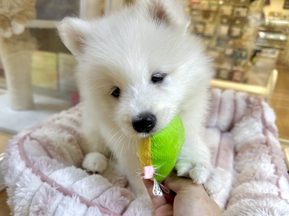 サモエド