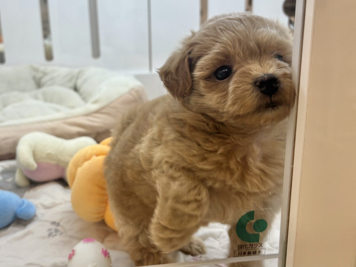 ポメプー