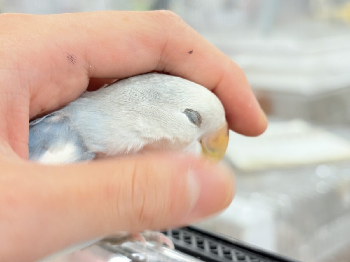 最新画像更新🪄】お顔をたくさんなでてほしいなっ🐥💖コザクラインコ