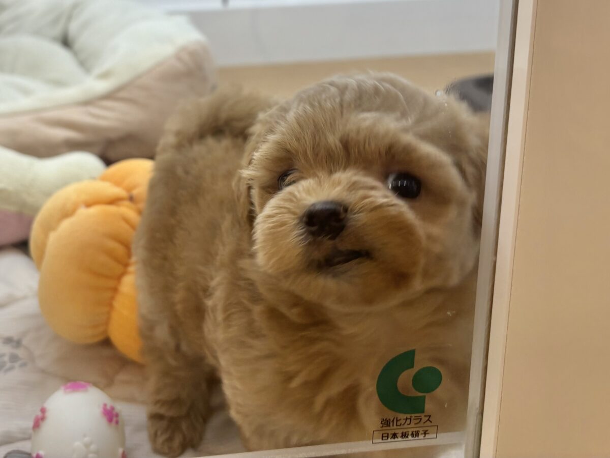 ポメプー