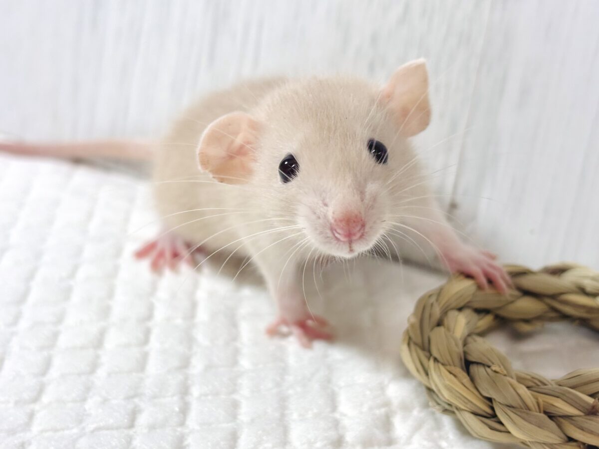 ファンシーラット