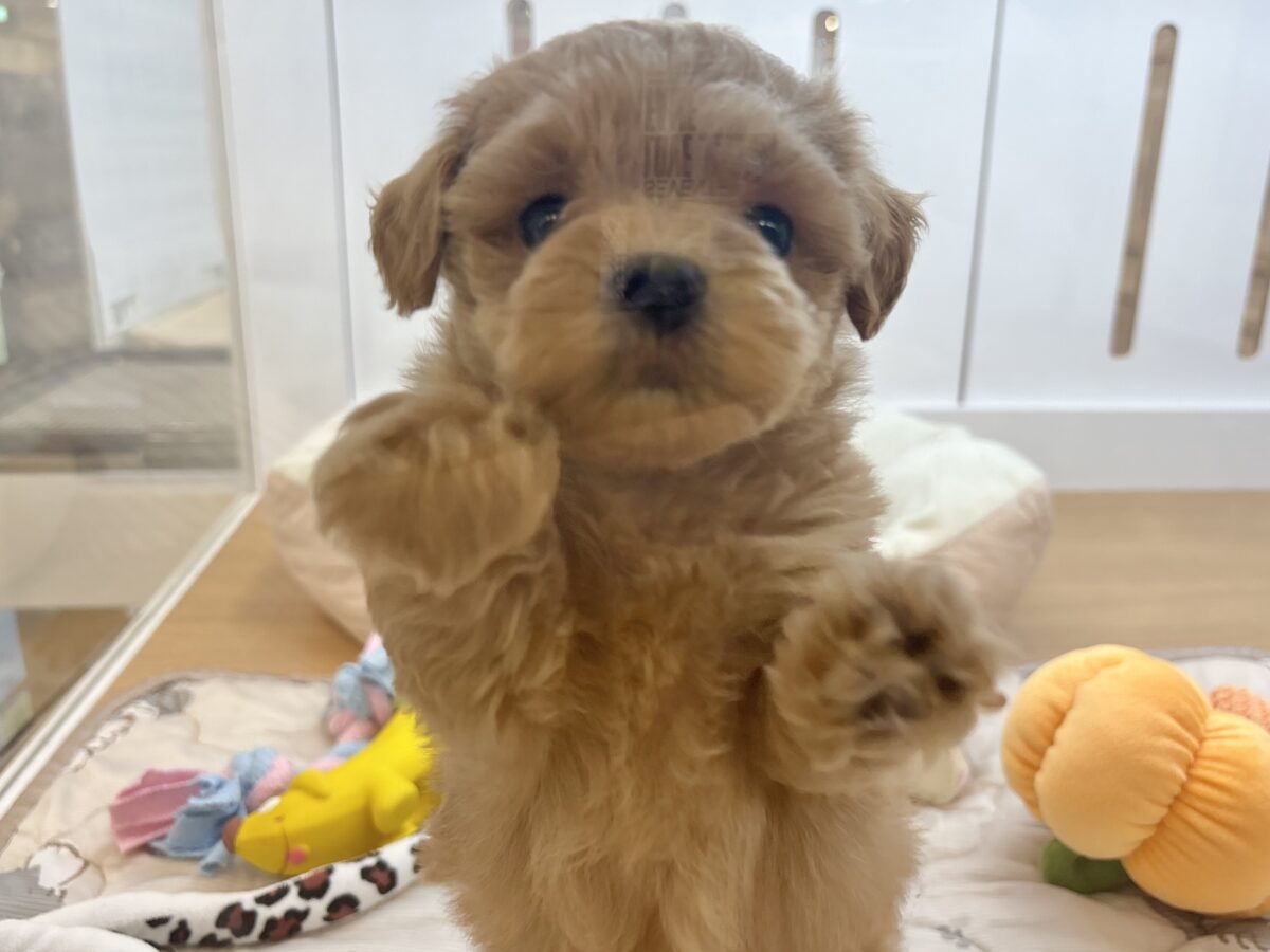 ポメプー