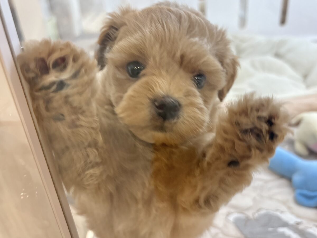 ポメプー