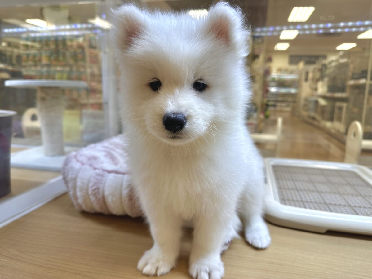 サモエド