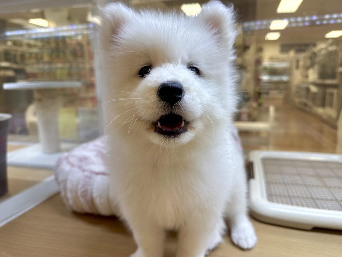 サモエド