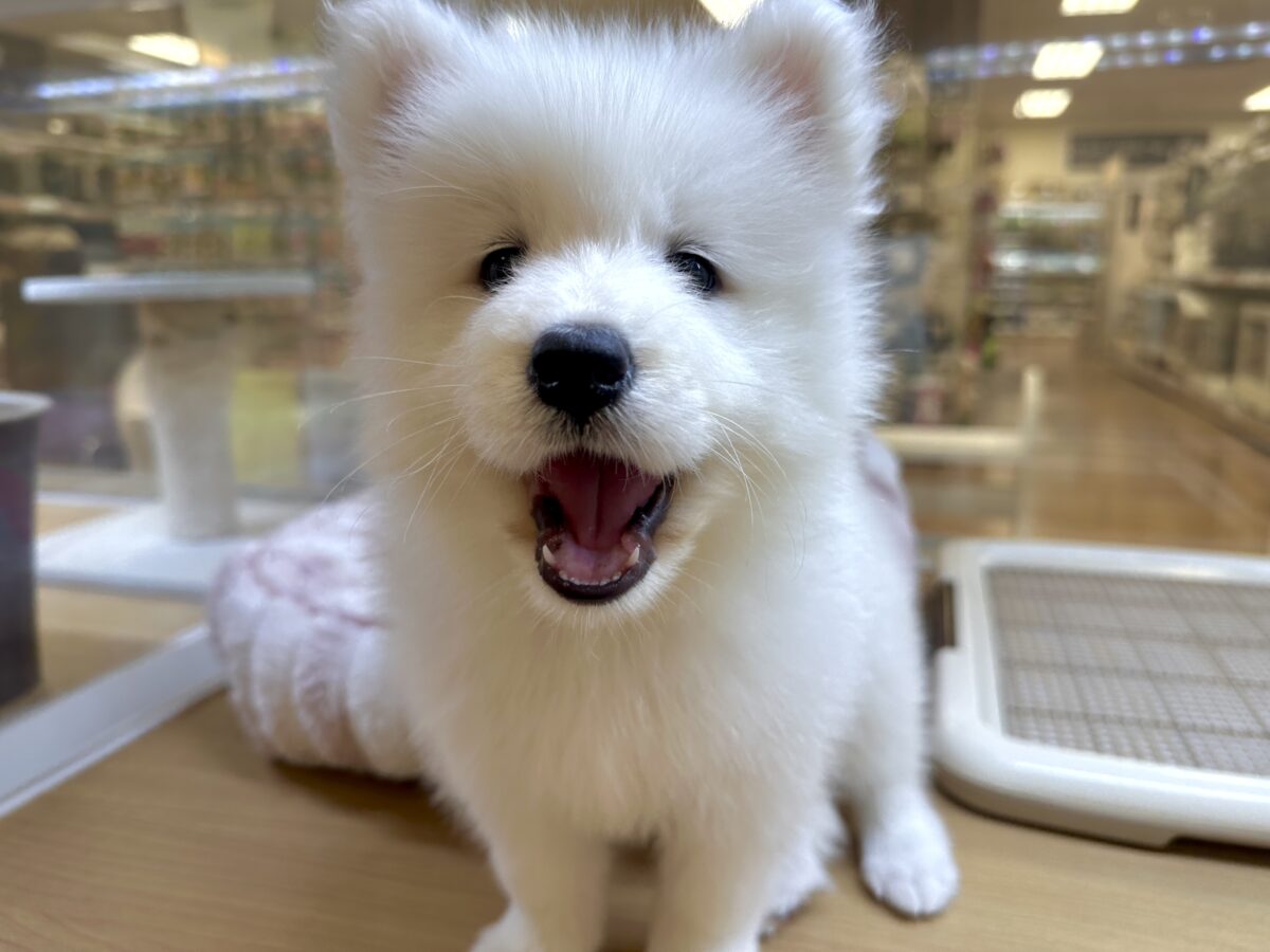 サモエド