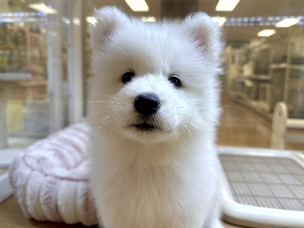 サモエド