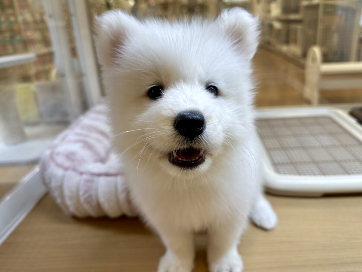 サモエド