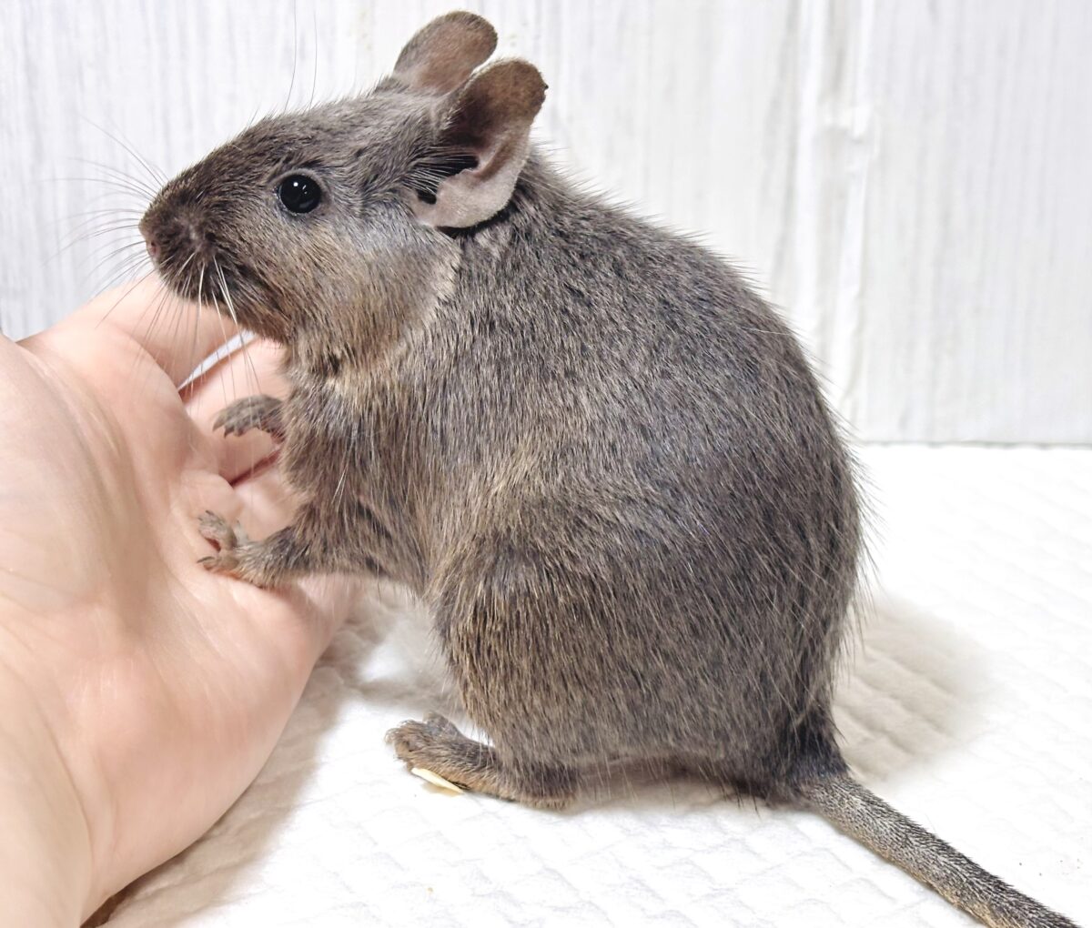 デグー