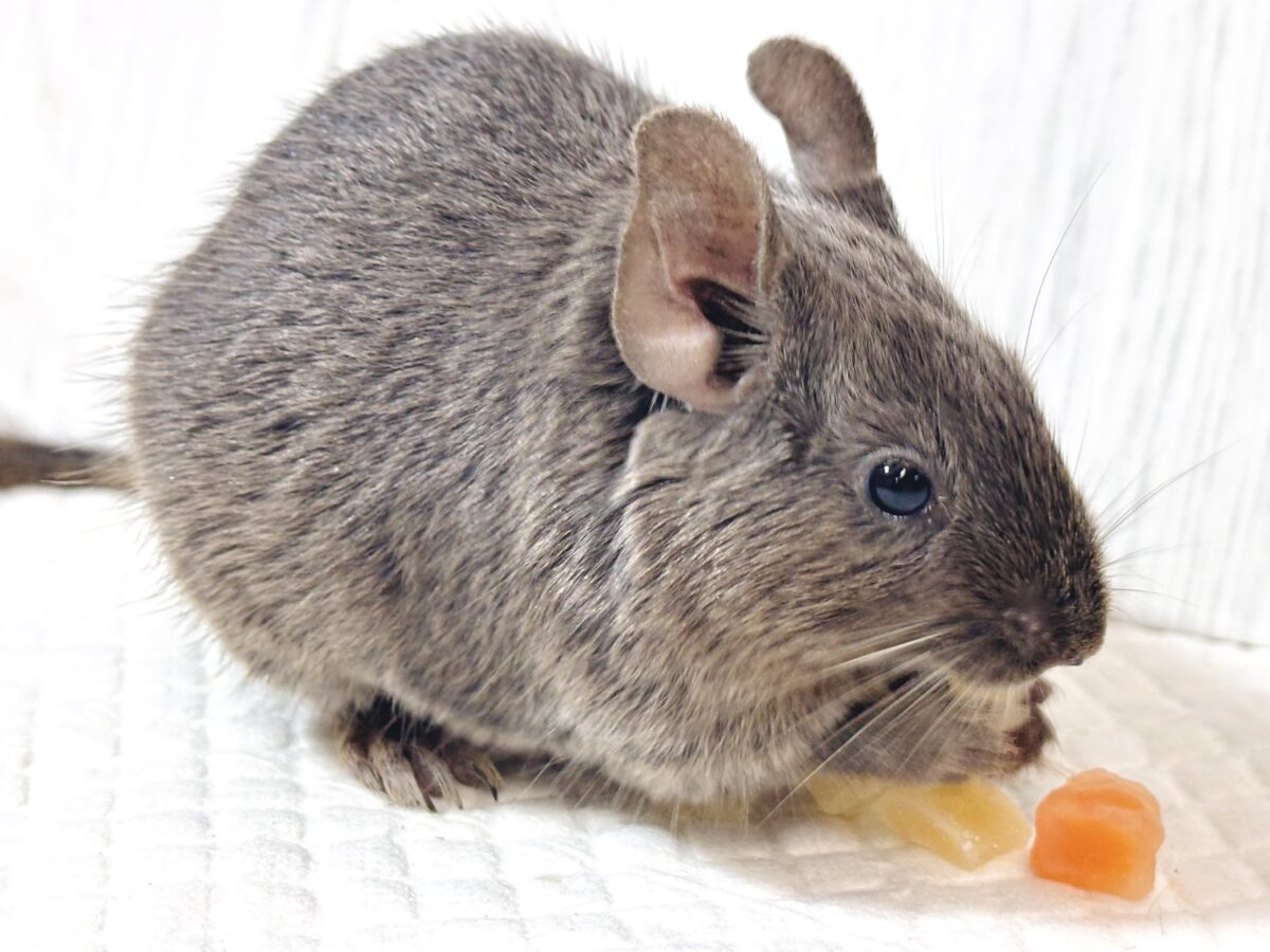 デグー