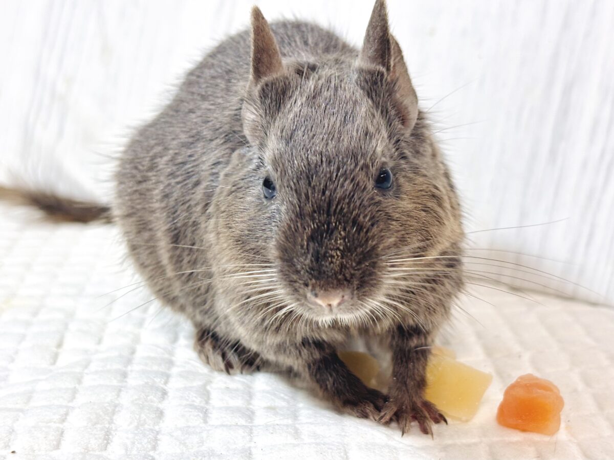 🌾秋の夜長のお供に🌾なでなで大好き♡バイオレットカラーのデグーくん🐭💜