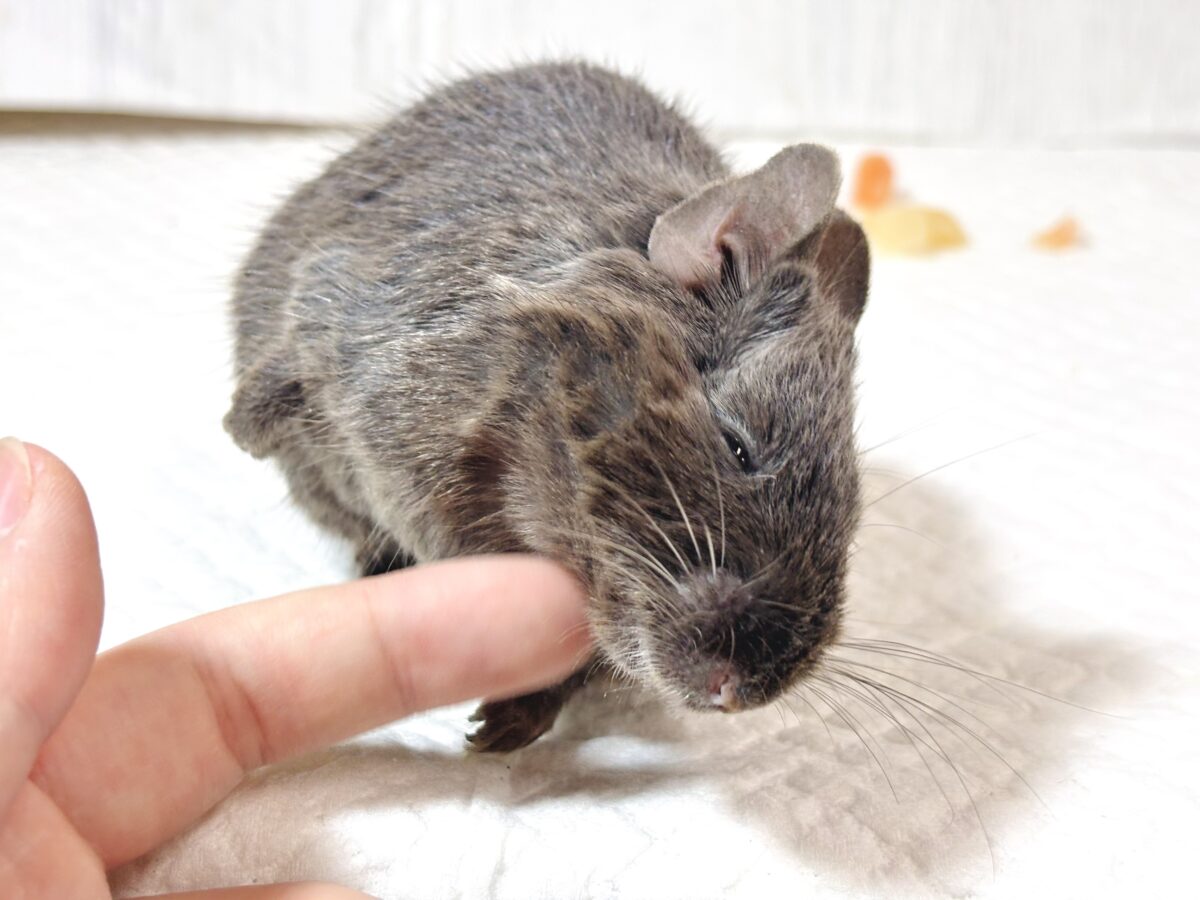 デグー