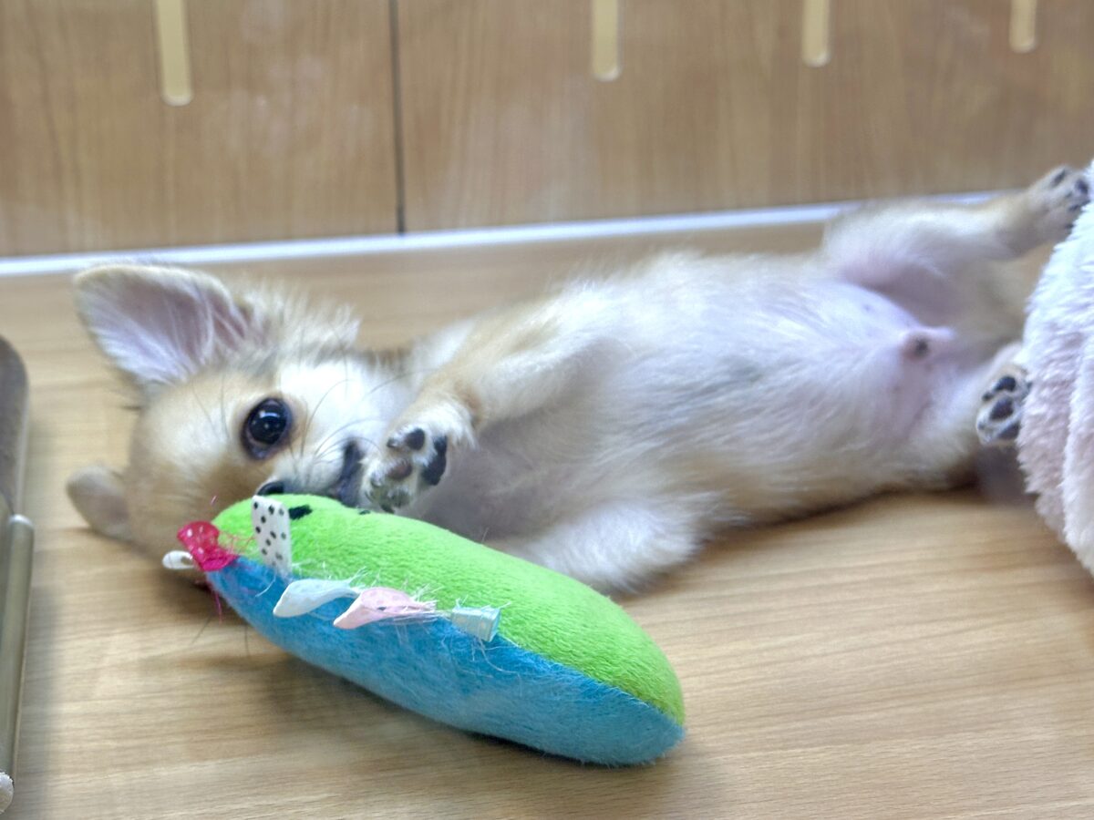 チワワ