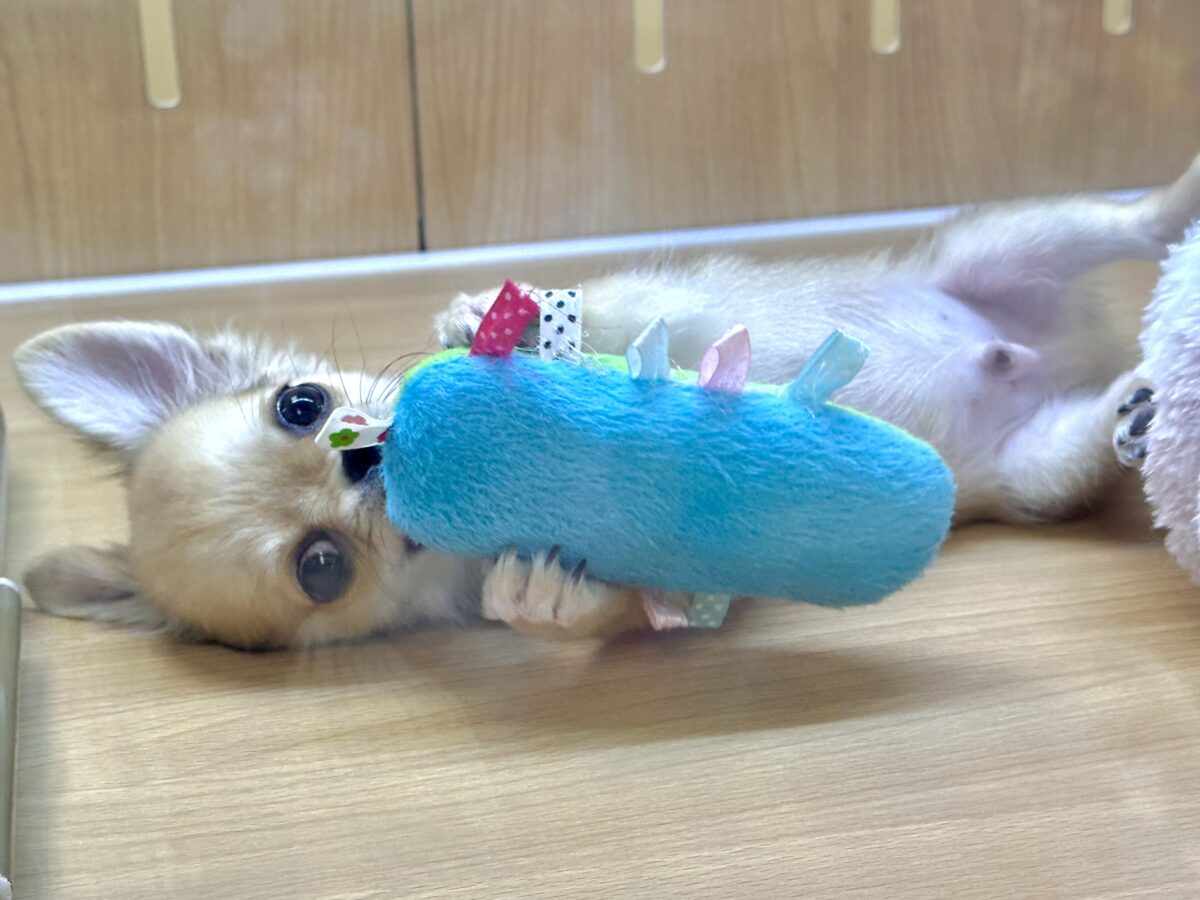 チワワ