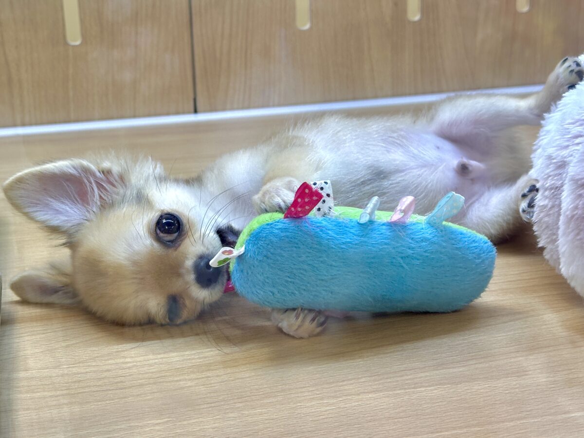 チワワ
