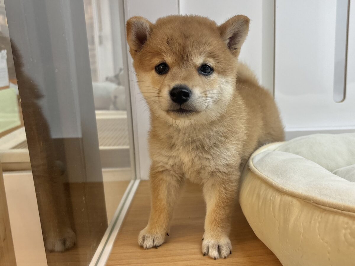 柴犬