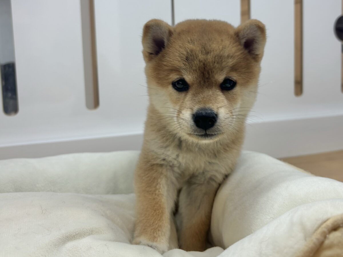 柴犬